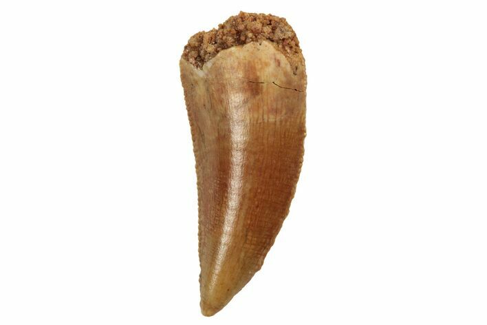 Serrated, Raptor Tooth - Real Dinosaur Tooth #208331